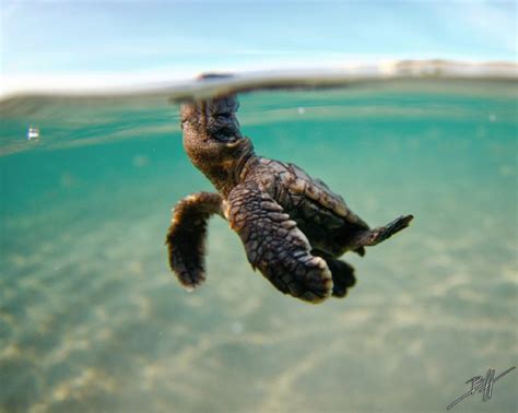 Information About Sea Turtles Frequently Asked Questions Sea Turtle Conservancy Loggerhead