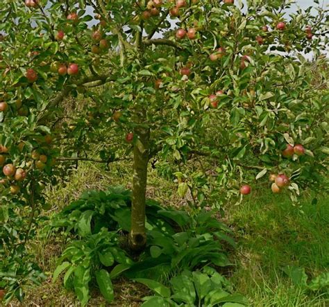 Planting Comfrey Under Fruit Trees Orchard Fruit Trees Plants