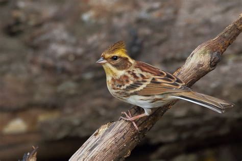 I A Yellow Throated Bunting Female A Rare Flickr