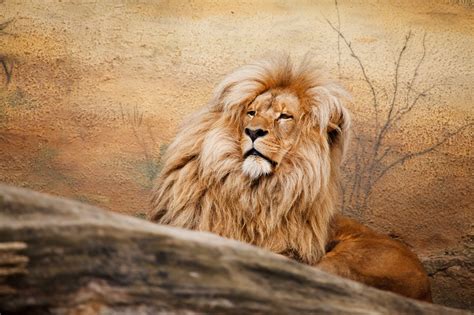 Free Images Hair Animal Male Wildlife Zoo Fur Africa Feline