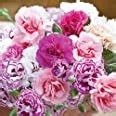 Pack X Dianthus Scent First Sugar Plum Pinks Perennial Garden Plug