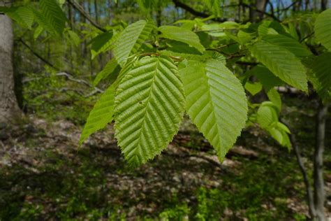 Growing the American Hornbeam - Carpinus caroliniana