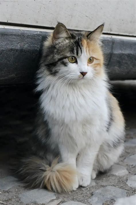 15 Thought Provoking Calico Cat Facts