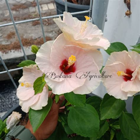 Jual Bibit Bunga Hibiscus Kembang Sepatu Bangkok Import Warna White