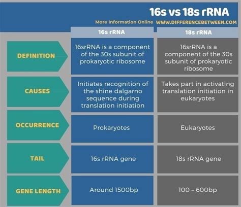 Difference Between 16s And 18s RRNA Inorganic Compound Different