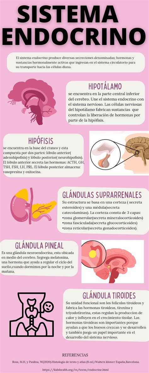 Sistema Endocrino Artofit