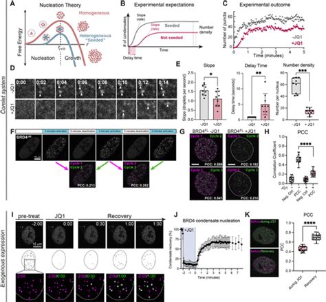 Interplay Of Condensation And Chromatin Binding Underlies Brd