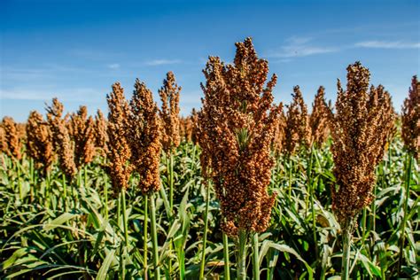 Sorgo Nutrici N Y C Mo Usarlo En La Cocina Mejor Con Salud