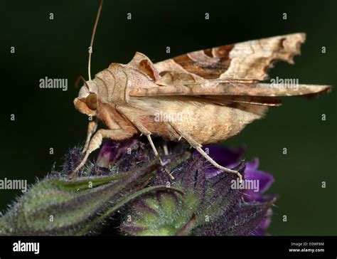 Angle Shades Moth Phlogophora Meticulosa In Profile And Posing On A