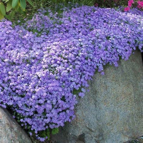 BLUE Emerald Creeping Phlox Flowers Periwinkle Ground Cover | Etsy