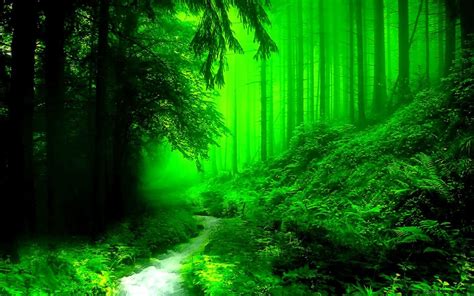 Nature Green Forest Wallpapers Top Free Nature Green Forest