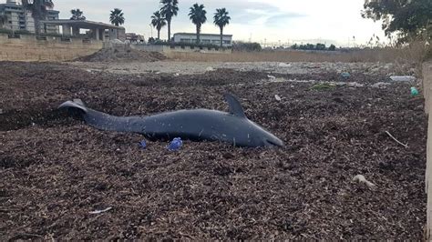 Delfino Spiaggiato Scoperto Sulla Spiaggia Di Fesca San Girolamo Sul