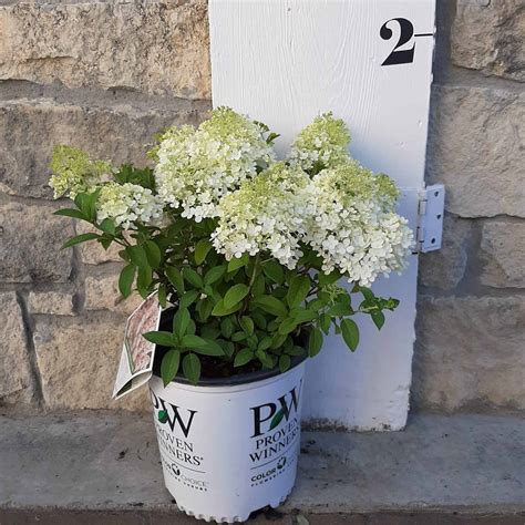 Bobo Hydrangea 2 Gallon Container Grimms Gardens