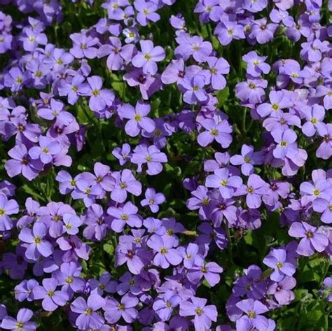 6 X Aubrieta Cascade Blue Randjesbloem Pot 9x9cm