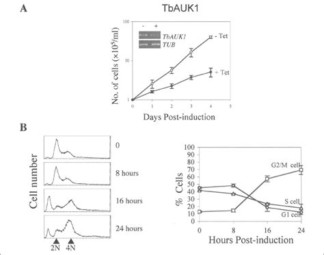 Effects Of TbAUK1 Knockdown On The Procyclic Form T Brucei Cells A