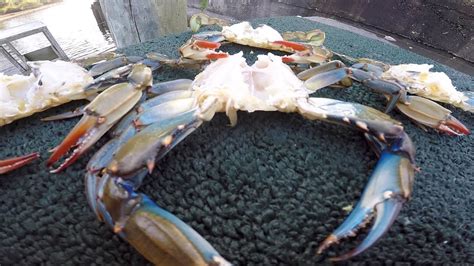 Blue Crabs The Best Way To Clean Them Youtube