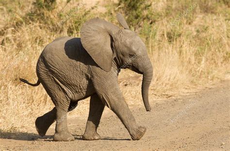 Baby African Bush Elephant