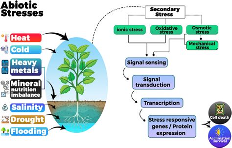 Frontiers Role Of Promising Secondary Metabolites To Confer