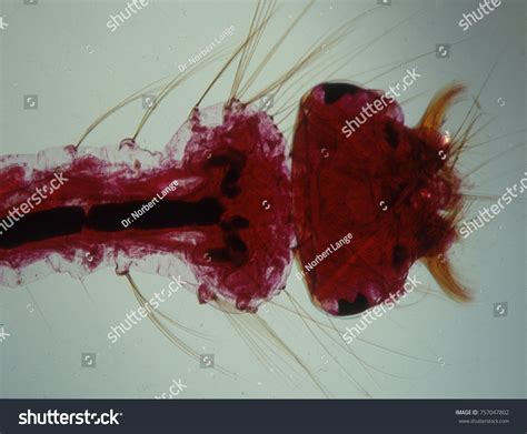 Mosquito Larvae Under Microscope Stock Photo 757047802 | Shutterstock