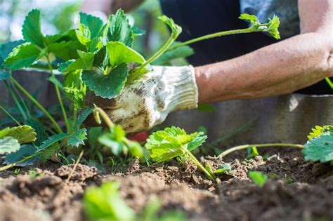 O Agricultor Cuida Das Plantas Na Horta Na Fazenda Conceito De