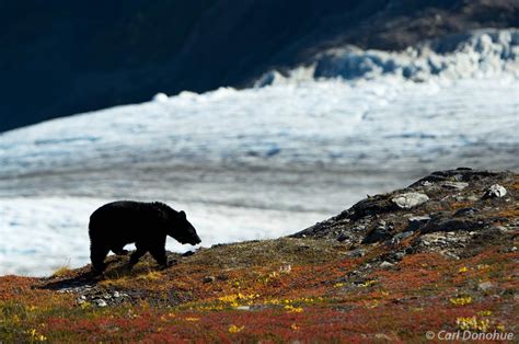 Black Bear Foraging Kenai Peninsula Alaska Kenai Peninsula Carl