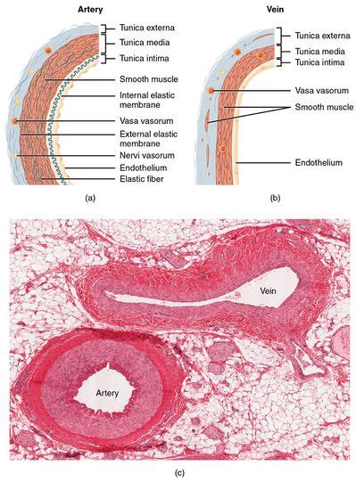 Arteries - Physiopedia