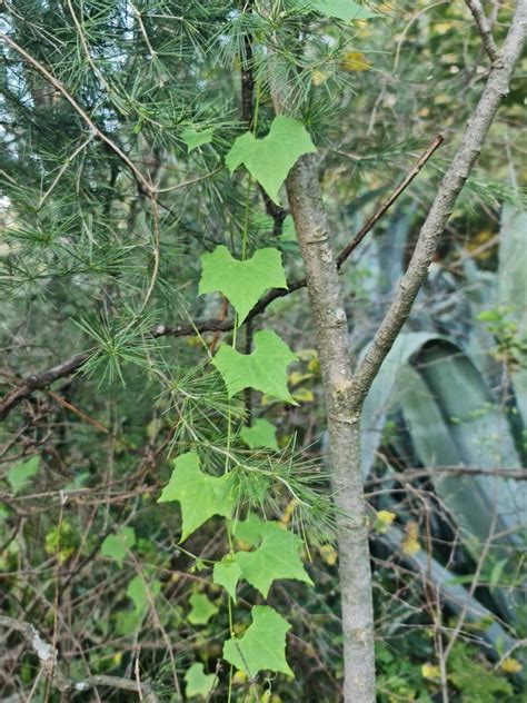 Wild Cucumber From Carletonville 2499 South Africa On February 22