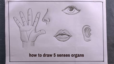 How To Draw Senses Organs Draw Five Senses Organs YouTube