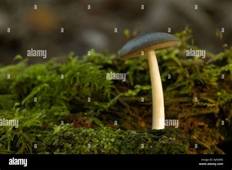 Woodland Fungi Hi Res Stock Photography And Images Alamy