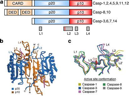 You'll Love this Abbkine Logo: Caspase(1,2,3,4,6,8,9) Assay Kit- Simple and convenient, to boost ...