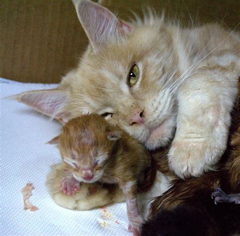 Maine Coon Newborn Kittens - newborn kittens