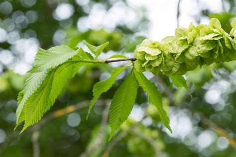 Ulmus glabra 'Lutescens' - Golden Elm - Plant Photos & Information