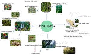 Selvas Secas Resumen SELVAS SECAS Las Selvas Secas Son Conocidas