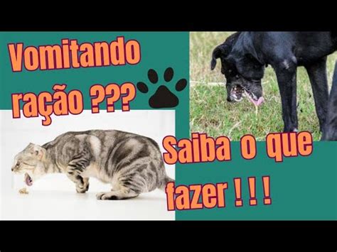 Cachorro vomitando ração saiba o que fazer YouTube