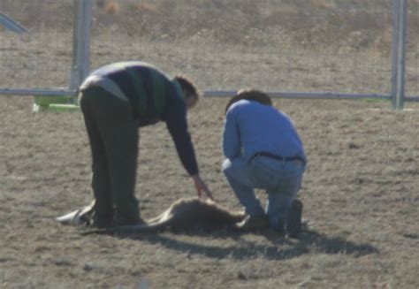 Aborigonal Activists Arrested In Protest Over Kangaroo Cull Daily