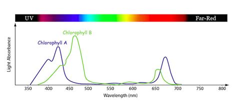 1 Light And Photosynthesis Biology Libretexts