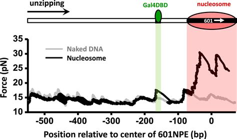 Figures And Data In Dynamic Regulation Of Transcription Factors By