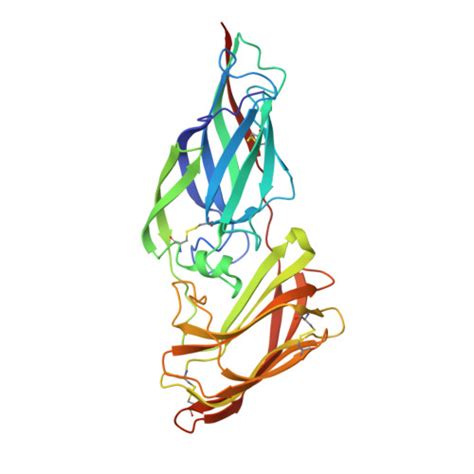 RCSB PDB 4LEE Structure Of The Als3 Adhesin From Candida Albicans