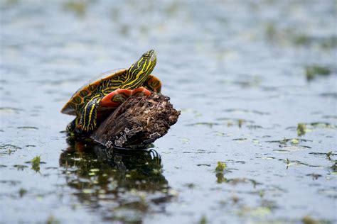 What would happen if turtles went extinct? — Turtles Kingston