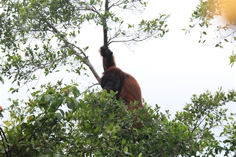 Alasan Moratorium Sawit Musti Diperpanjang Kisah Warga Orangutan