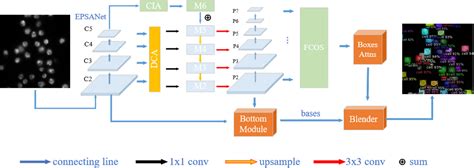 Improved Blendmask Nuclei Instance Segmentation For Medical Microscopy