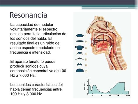 Ppt Cap Tulo Producci N De Los Sonidos Ac Stica Del Habla