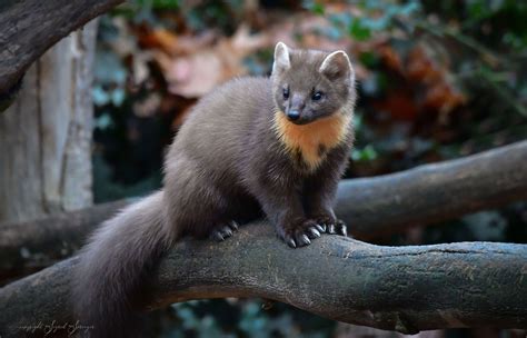 Baummarder Foto And Bild Tiere Zoo Wildpark And Falknerei Säugetiere