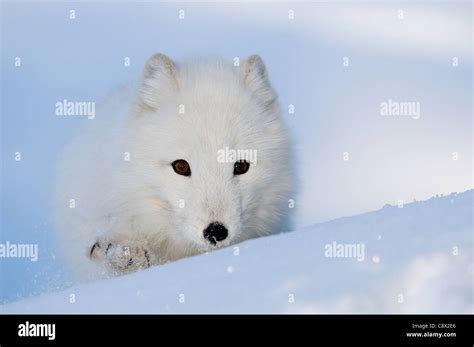 Norway arctic fox hi-res stock photography and images - Alamy