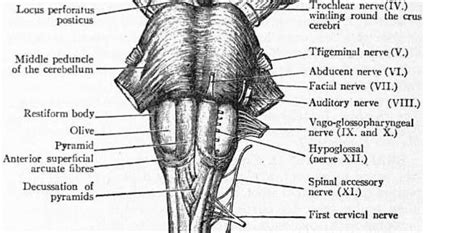 Filepyramidal Decussationpng Physiopedia