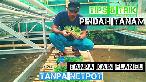 Cara Menanam Kangkung Hidroponik Tanpa Netpot Tutorial Hidroponik