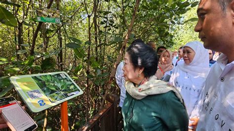 Diresmikan Presiden RI Ke 5 Megawati Soekarnoputri Kebun Raya Mangrove