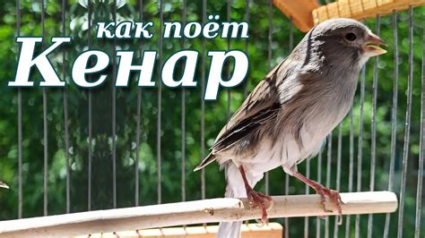 Как поёт кенар. Красивое пение кенара. - YouTube