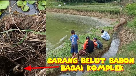 Sungai Surut Belut Babon Naik Permukaan Ngurek Belut Babon YouTube