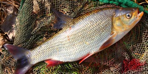 Язь — «золота голова» - Fishmarket - Прісноводні риби